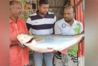 ৫৯-হাজার-টাকায়-বিক্রি-হলো-একটি-‘ঢাঁই-মাছ’