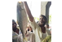 ১০-হাজার-টাকায়-বিক্রি-হলো-একটি-ইলিশ