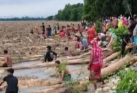 ভারত-থেকে-বাংলাদেশে-ভেসে-আসছে-গাছসহ-হাজার-হাজার-গাছের-গুঁড়ি-
