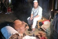 সিজার-অপারেশনের-মাধ্যমে-গাভীর-বাচ্চা-প্রসব