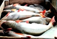 বাজারে-ছেয়ে-গেছে-বড়-বড়-পাঙাশে