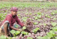 অসচ্ছল-মালিক-ও-প্রান্তিক-কৃষকদের-জন্য-বড়-সুখবর