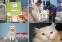 প্রথমবারের-মতো-এক-পোষা-বিড়াল-যাচ্ছে-ইতালিতে-করা-হয়েছে-পাসপোর্ট