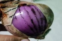 আতঙ্ক-ছড়িয়ে-পড়েছে-কালো-দাগযুক্ত-পেঁয়াজ-নিয়ে--এটা-কী-খাওয়া-যাবে-