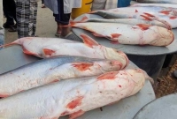 একেকটি-মাছের-আকার-দেখে-বিস্মিত-হচ্ছেন-সবাই-