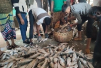এক-টানেই-১৮-হাজার-ইলিশ-ধরা-পড়েছে-জালে