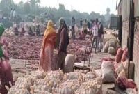 বাংলাদেশে-রপ্তানি-বন্ধ-সীমান্তে-পচছে-৩০-হাজার-টন-ভারতীয়-পেঁয়াজ-