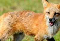 দুই-বছরের-শিশুকে-বাড়ির-উঠান-থেকে-নিয়ে-গেল-শিয়াল-