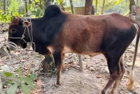 খালেদা-জিয়ার-সুস্থতা-কামনায়-বিএনপি-নেতার-গরু-সদকা