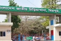 মিরপুর-চিড়িয়াখানার-খাঁচা-থেকে-পালাল-সিংহ-নিয়ন্ত্রণের-চেষ্টা-কর্তৃপক্ষের