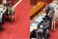 সংসদের-ঢুকে-পড়লো-গাধা-জানা-গেল-আসল-সত্যিটা