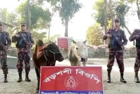 সীমান্তে-অভিযান-চালিয়ে-ভারতের-৩-গরু-আটক-করল-বিজিবি