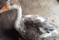 কিস্তির-টাকা-না-পেয়ে-গৃহস্থের-হাঁস-নিয়ে-গেলেন-এনজিও-কর্মী-