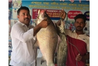 ৩৮-হাজার-টাকায়-বিক্রি-হলো-একটি-কাতল-