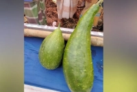 এক-জোড়া-লাউ-বিক্রি-হলো-১৮-হাজার-টাকায়