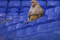 ফাঁকা-গ্যালারিতে-দর্শক-সিটে-বসে-খেলা-দেখছে-বানর