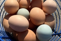 ২-হাজার-টাকায়-বিক্রি-হলো-দুই-হালি-ডিম