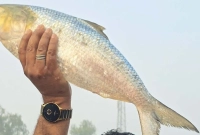 ১০-হাজার-টাকায়-বিক্রি-হলো-একটি-ইলিশ-