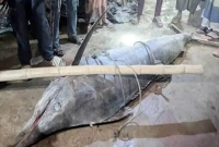 ধরা-পড়া-এই-মাছটির-ওজন-২০০-কেজি