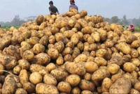 আলুর-কেজি-৩-টাকা-তবুও-মিলছে-ক্রেতা-