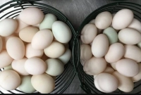 হঠাৎ-হাঁসের-ডিমের-দামে-বড়-পতন