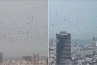 হঠাৎ-হাজার-হাজার-কাকে-ঢেকে-গেছে-ইসরাইলের-বাণিজ্যিক-রাজধানী-যে-আতঙ্কে-ইসরাইলিরা