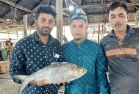 নদীতে-মিলল-‘রাজা’-ইলিশ-বিক্রি-হলো-যত-টাকায়