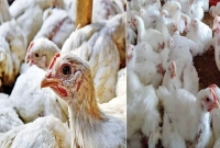 রাজধানীতে-হঠাৎ-পাল্টে-গেল-ব্রয়লার-মুরগির-বাজার