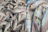 রাজশাহীতে-হঠাৎ-ইলিশের-কেজি-কত-হলো-জানেন-