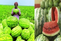লাল-মিষ্টি-তরমুজ-চেনার-সবচেয়ে-সহজ-উপায়