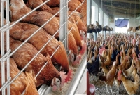 সোনালি-মুরগি-কিনতে-হচ্ছে-রেকর্ড-সর্বোচ্চ-দামে