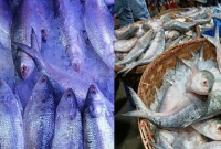 হঠাৎ-পাল্টে-গেল-বরিশালের-ইলিশের-বাজার