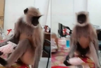 মানুষের-মতোই-চিকিৎসার-খোঁজে-সোজা-হাসপাতালে-আহত-হনুমান