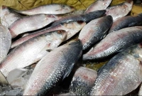 হঠাৎ-ইলিশের-দাম-অতীতের-সব-রেকর্ড-ছাড়িয়েছে