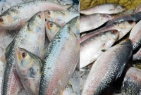 হঠাৎ-দাম-কমে-ইলিশের-কেজি-কত-হয়েছে-জানেন-