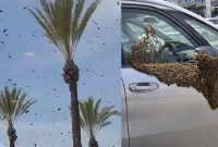 এবার-হাজার-হাজার-মৌমাছির-বিশাল-ঝাঁক-ঢেকে-ফেলেছে-ইসরায়েলের-শহরের-আকাশ