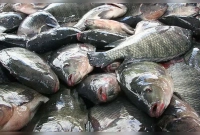 তেলাপিয়া-মাছ-খাওয়া-কি-আসলেই-ক্ষতিকর--তাহলে-জানুন