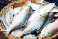 হঠাৎ-ধস-একি-খবর-ইলিশ-নিয়ে