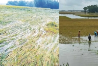 ‘জমির-ধান-পনির-নিচে-চলে-গেছে-আমি-এখন-কি-করবো-জানি-না’