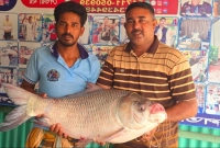 ৪৩-হাজার-টাকায়-বিক্রি-হলো-এই-কাতল-মাছটি