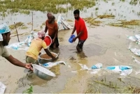পানির-নিচে-৮-হাজার-বিঘা-জমির-বোরো-ধান