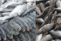 হঠাৎ-ইলিশে-ইলিশে-সয়লাব-রাজধানীর-বাজার-কেজি-কত-হলো-জানেন