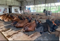 এবার-কোরবানির-পশুর-দাম-কেমন-হবে-যে-ভবিষ্যদ্বাণী