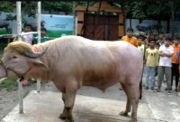 কোরবানির-হাটে-প্রধান-আকর্ষণ-বিরল-চেহারার-এক-গোলাপি-মহিষ