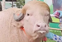 ঢাকায়-আসছে-‘ডোনাল্ড-ট্রাম্প’