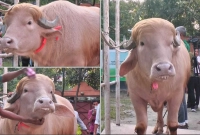 অবশেষে-যত-টাকা-কেজিতে-বিক্রি-হলো-‘ডোনাল্ড-ট্রাম্প’