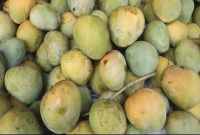 যারা-ভুলেও-আম-খাবেন-না-