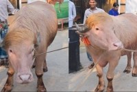 বিক্রি-হয়ে-গেছে-ভাইরাল-গরু-‘নেতানিয়াহু’-ও-‘ডোনাল্ড-ট্রাম্প’
