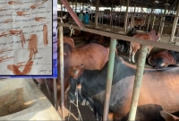 খামারিদের-বাড়িতে-বাড়িতে-রক্তমাখা-চিঠি--ডাকাতি-করতে-আসবো-দরজা-না-খুললে-‘জিন্দা-খালাস’