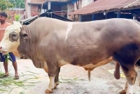 ১৬০০-কেজির-‘নেইমার’-দাম-হাঁকা-হচ্ছে-১২-লাখ-টাকা
